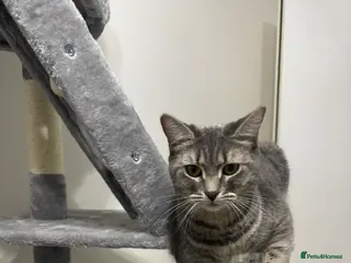 British Shorthair cats 4 British Shorthair kittens - Advert 2