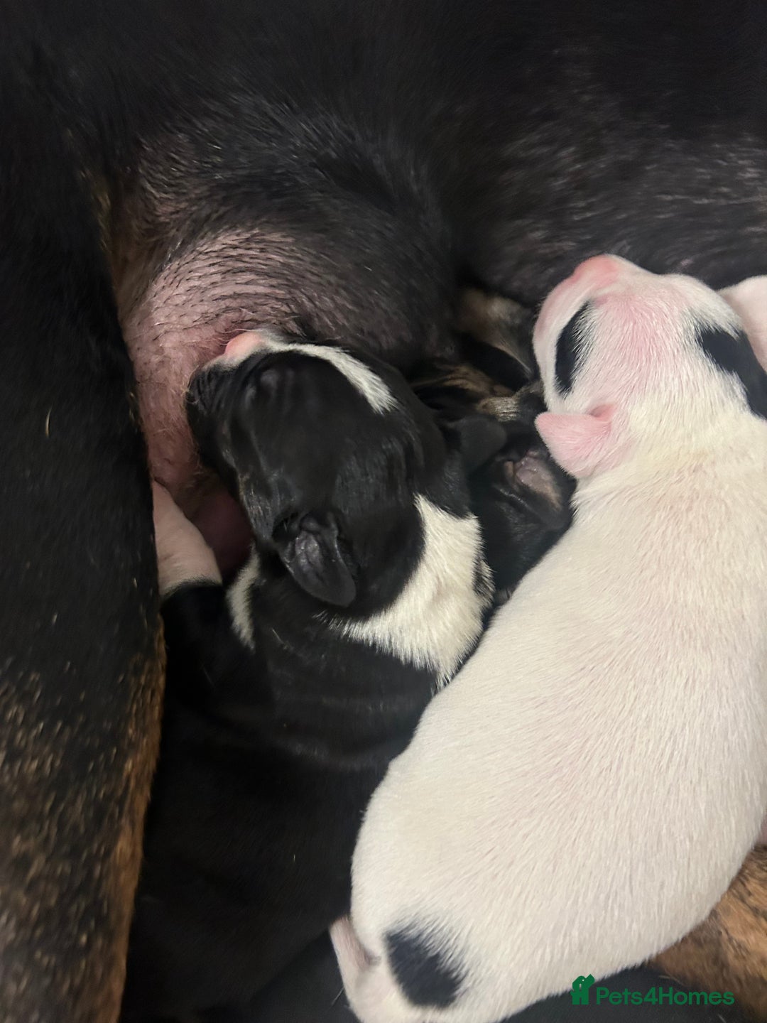 Mixed Breed dogs for sale: 🐾 11 Adorable Puppies From an Accidental Litter - Advert 18