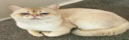British Shorthair cats for stud: Russian imported golden chinchilla ny1133 stud  - Advert 4