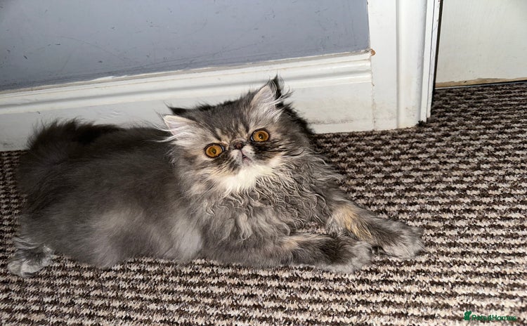 Persian cats - Advert 1