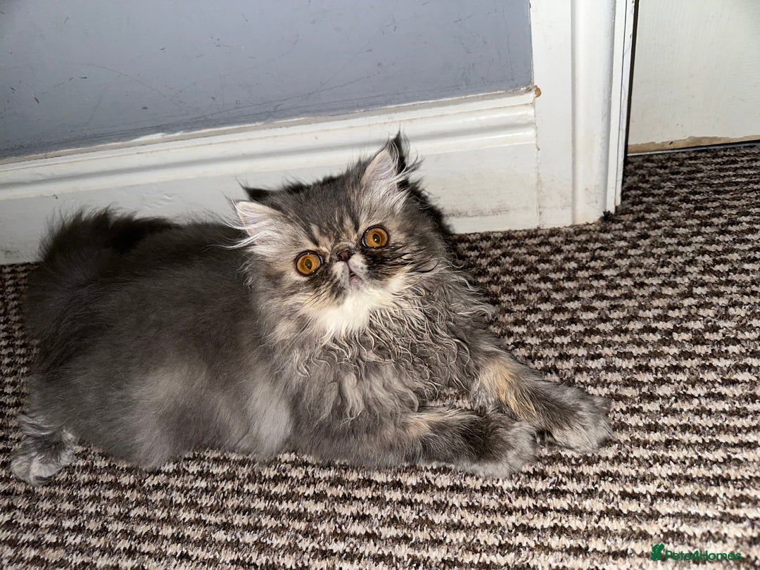Persian cats for sale: Classic Blue Persian Tabby Ark Star blood line  - Image 1