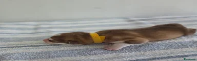 Simba - Yellow Collar