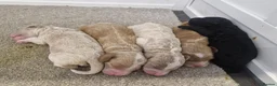Sproodle dogs for sale: Male sproodle puppy in Rotherham - Advert 5