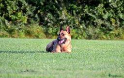 Mixed Breed dogs for sale: Czech shepherd x Belgium malinois - Image 10