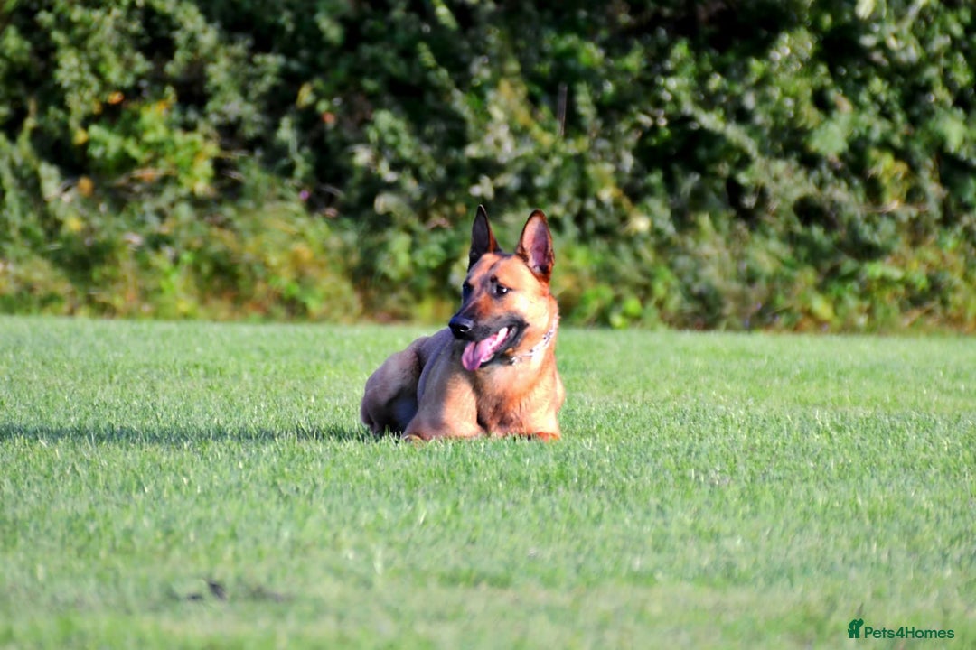 Mixed Breed dogs for sale: Czech shepherd x Belgium malinois - Image 10