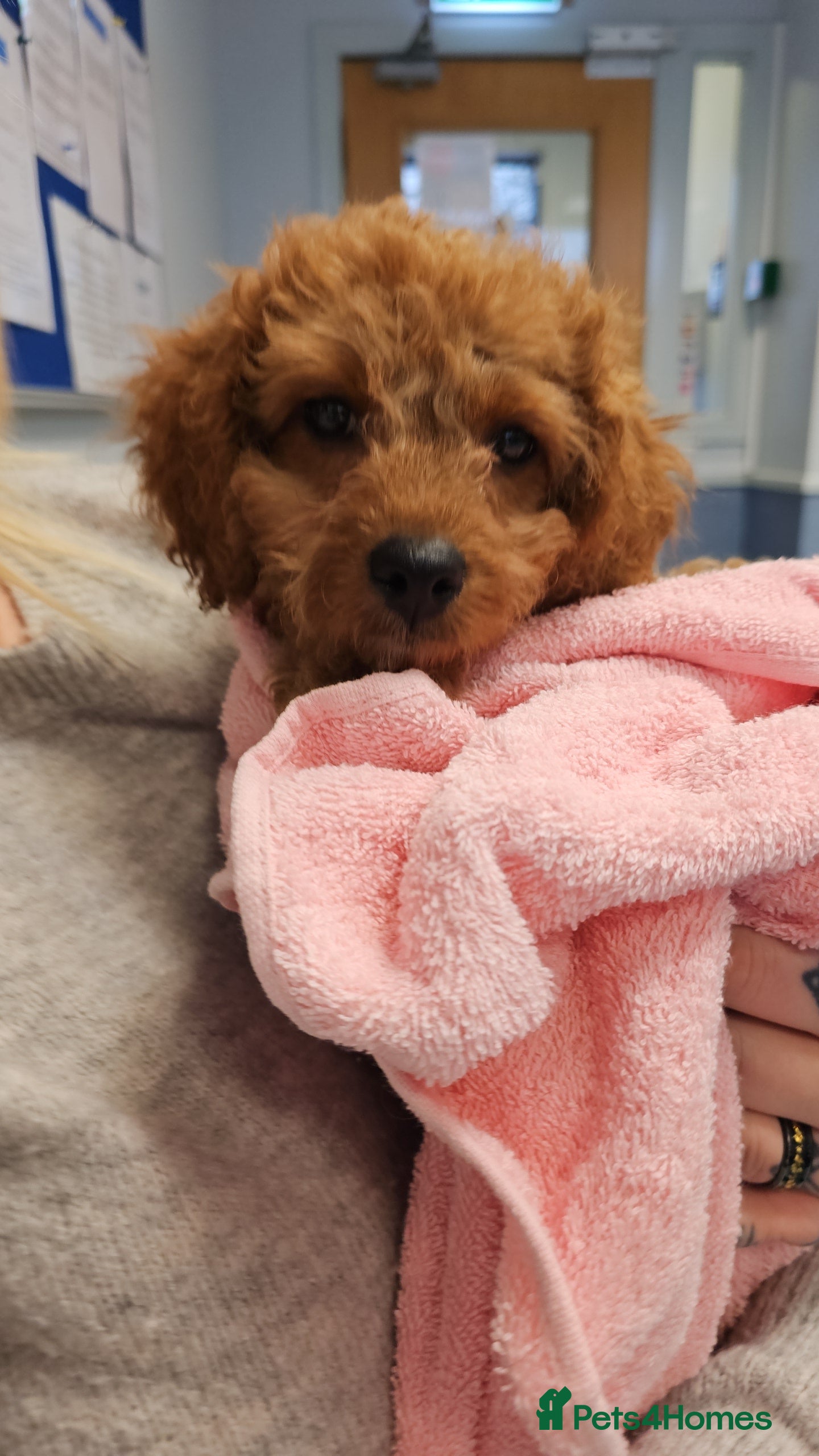 Cavapoo dogs Gorgeous Little Cavapoo ready to leave  - Advert 2