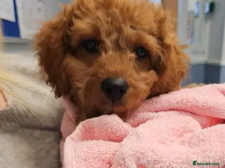 Cavapoo dogs Gorgeous Little Cavapoo ready to leave - Advert 2