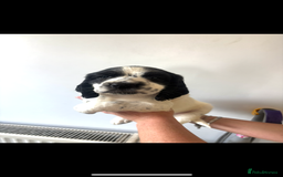 Cocker Spaniel dogs for sale: 1 boy puppy’s left💙 - Image 1