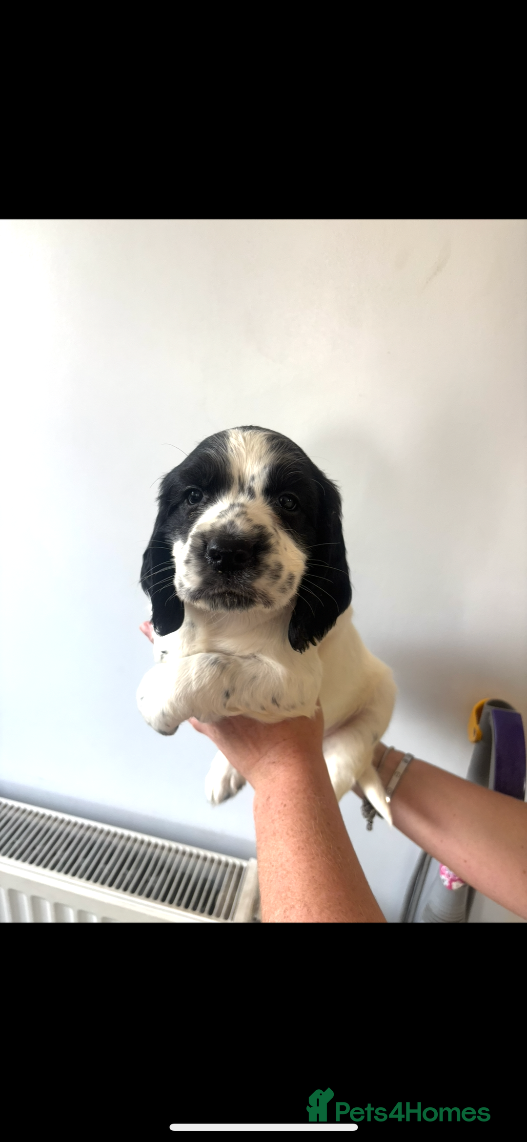 Cocker Spaniel dogs for sale: 1 boy puppy’s left💙 - Image 1