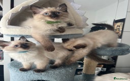 Ragdoll cats for sale: 1 LOVING RAGDOLL BOY is WAITING FOR LOVING HOME - Image 5