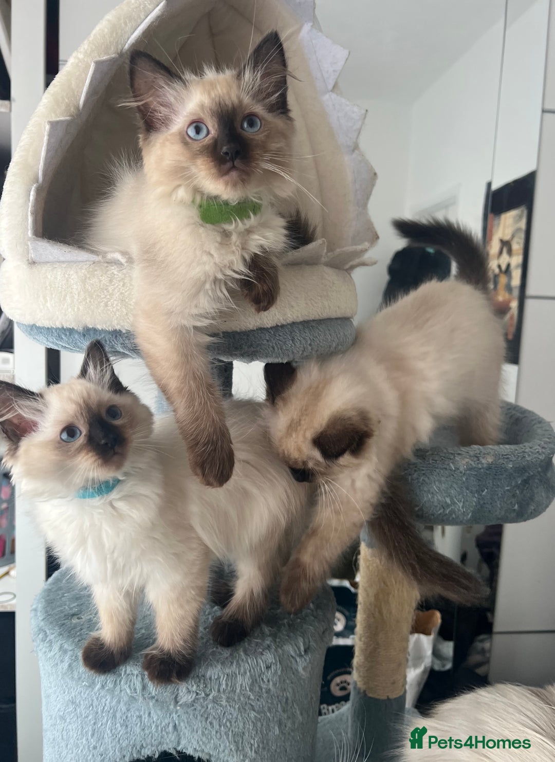 Ragdoll cats for sale: 1 LOVING RAGDOLL BOY is WAITING FOR LOVING HOME - Image 5