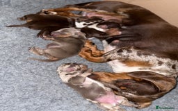 Miniature Dachshund dogs for sale: Beautiful kc mini dachshunds  - Image 25