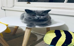 British Shorthair cats for sale: British short hair cute  - Advert 9