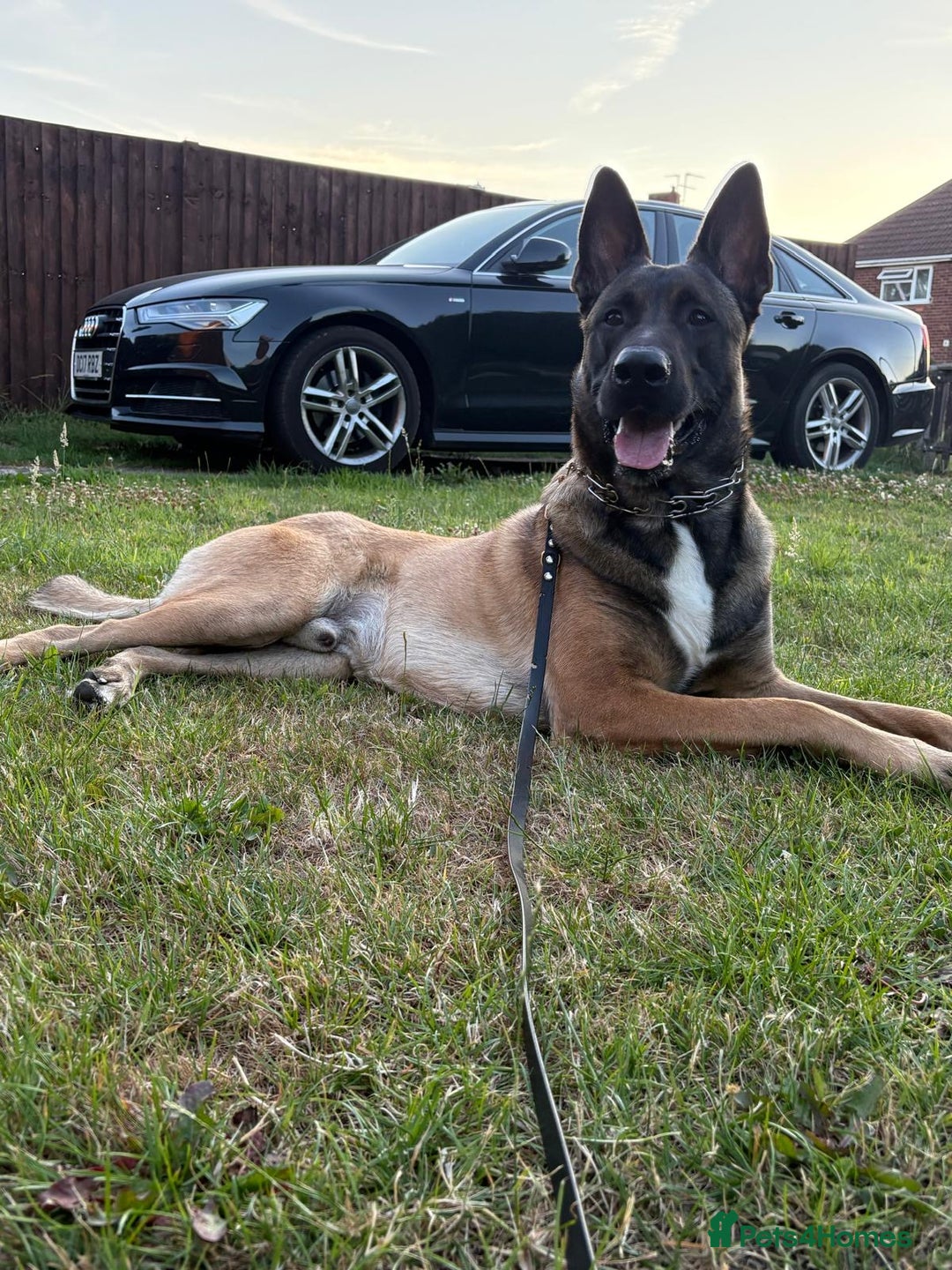 Belgian Shepherd Dog dogs for stud: For stud only - Advert 3