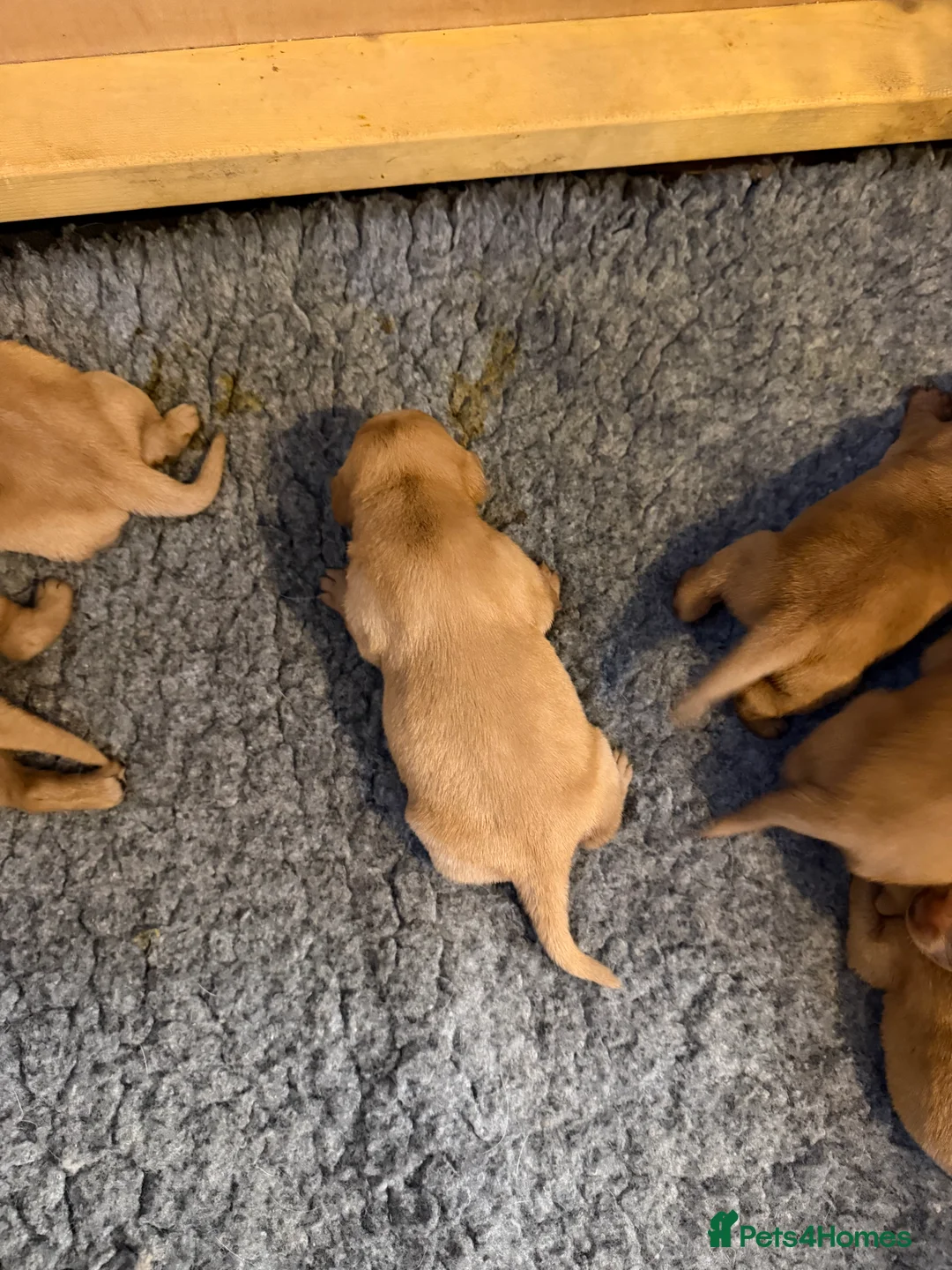 Labrador Retriever dogs for sale: FOX RED / GOLDEN LABRADOR PUPPIES - Advert 2