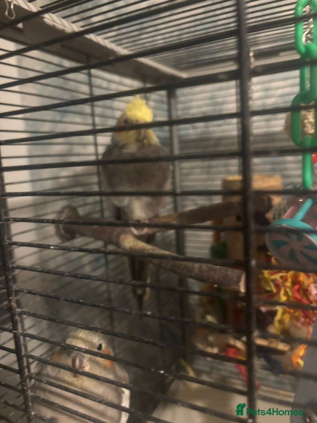 Cockatiels birds for sale: 2 tame cockatiels with cage canvey island £150 - Advert 4