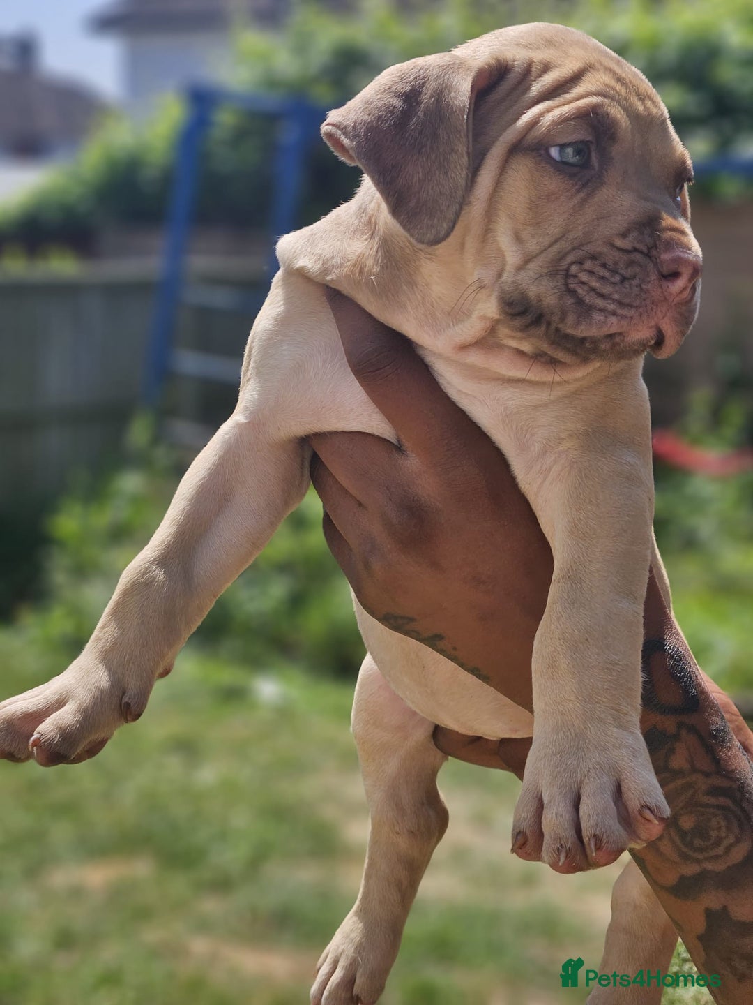 Mastiff dogs for sale: Boerbel x ultimate Mastiff in London - Image 19