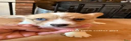 Welsh Corgi Cardigan dogs for sale: 🐶 3 pups left 🐶 Cardigan Corgi puppies 🐾 - Advert 35