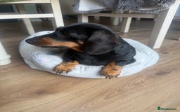 Dachshund dogs for sale: 6. Year old KC reg mini Dauchhound female - Image 5