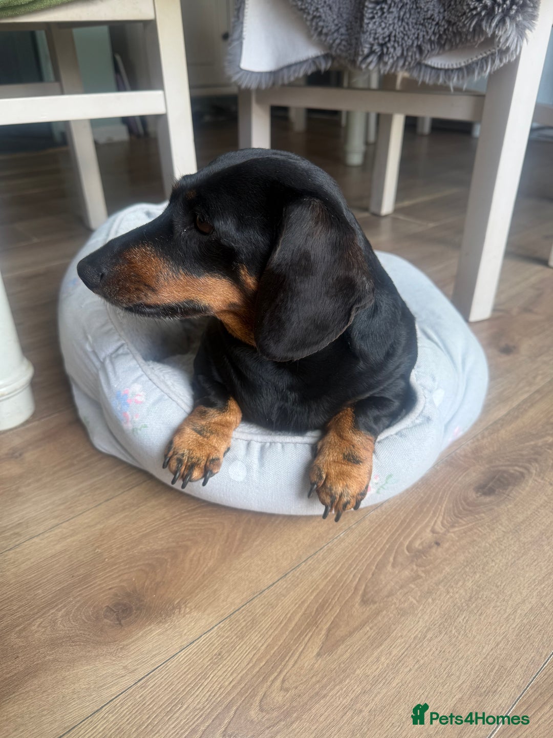 Dachshund dogs for sale: 6. Year old KC reg mini Dauchhound female - Image 5