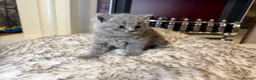 British Shorthair cats for sale: British shorthair kittens  - Advert 14