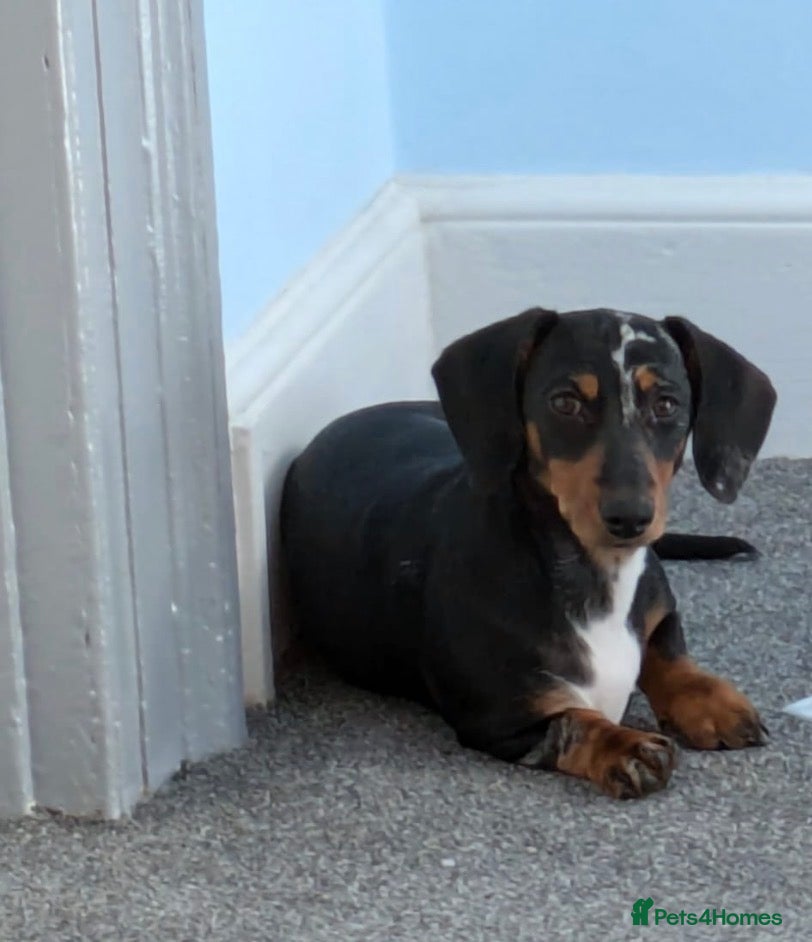 Miniature Dachshund dogs Gorgeous miniature daushound - Advert 1