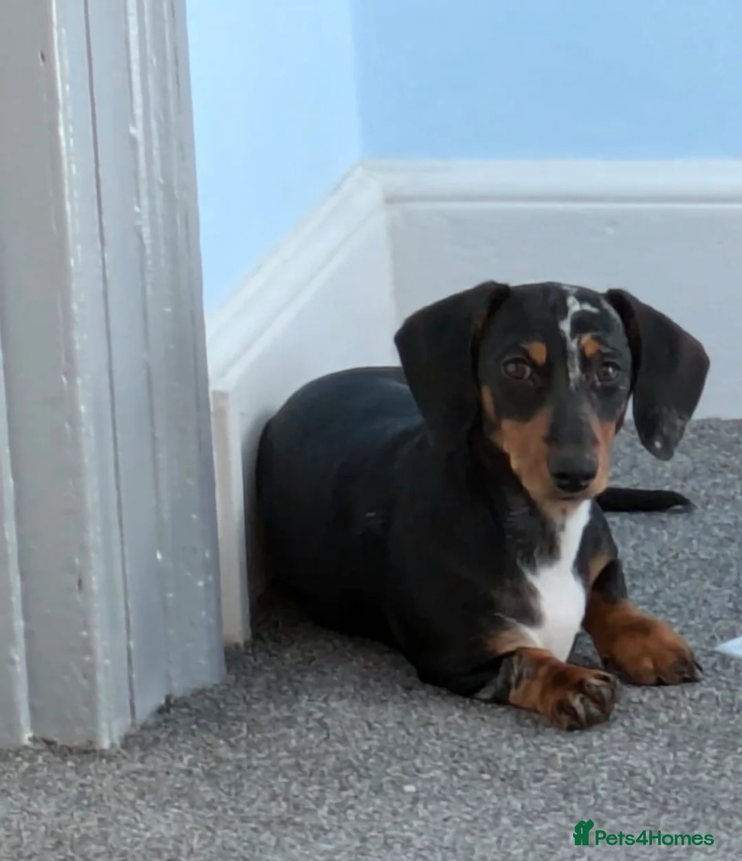Miniature Dachshund dogs for sale: Gorgeous miniature daushound - Advert 2