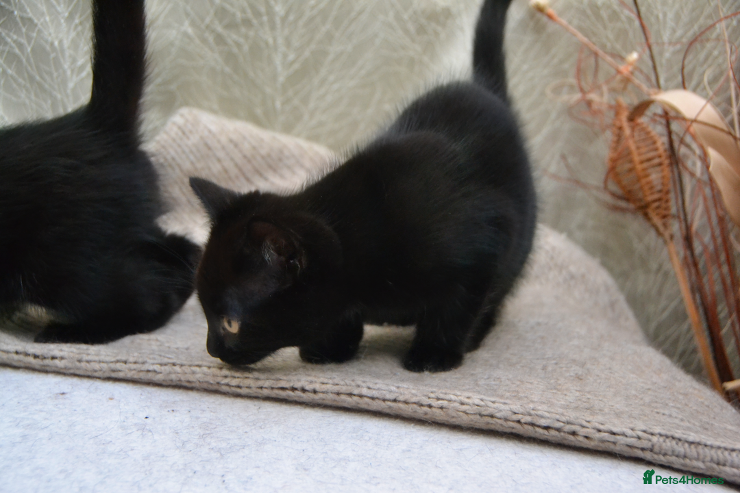 Mixed Breed cats for sale: Beatiful Maine-Coone/Bombay Kittens - Image 13