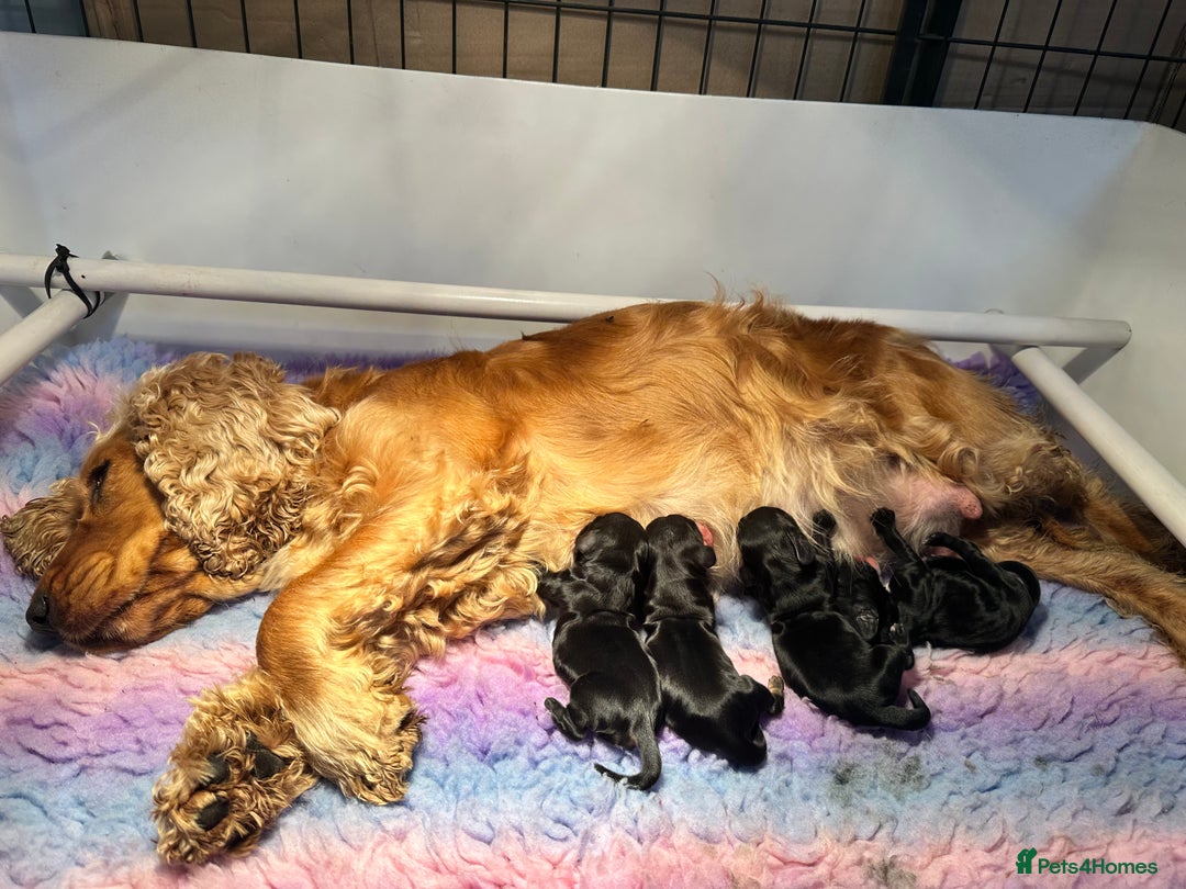 Cocker Spaniel dogs for sale: Show type cocker spaniel - Advert 3