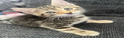 Mixed Breed cats for sale: 5x Tabby kittens for sale - Advert 1