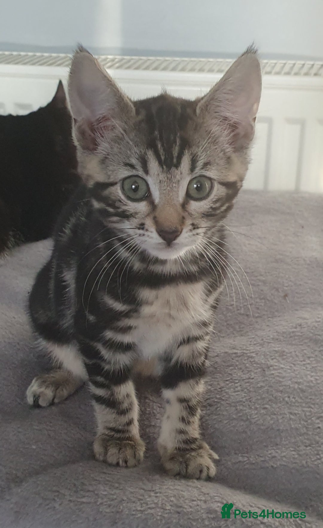 Bengal cats LIVELY FUN BENGAL MIXED TABBY GIRL! - Advert 1