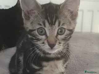 Bengal cats LIVELY FUN BENGAL MIXED TABBY GIRL! - Advert 1