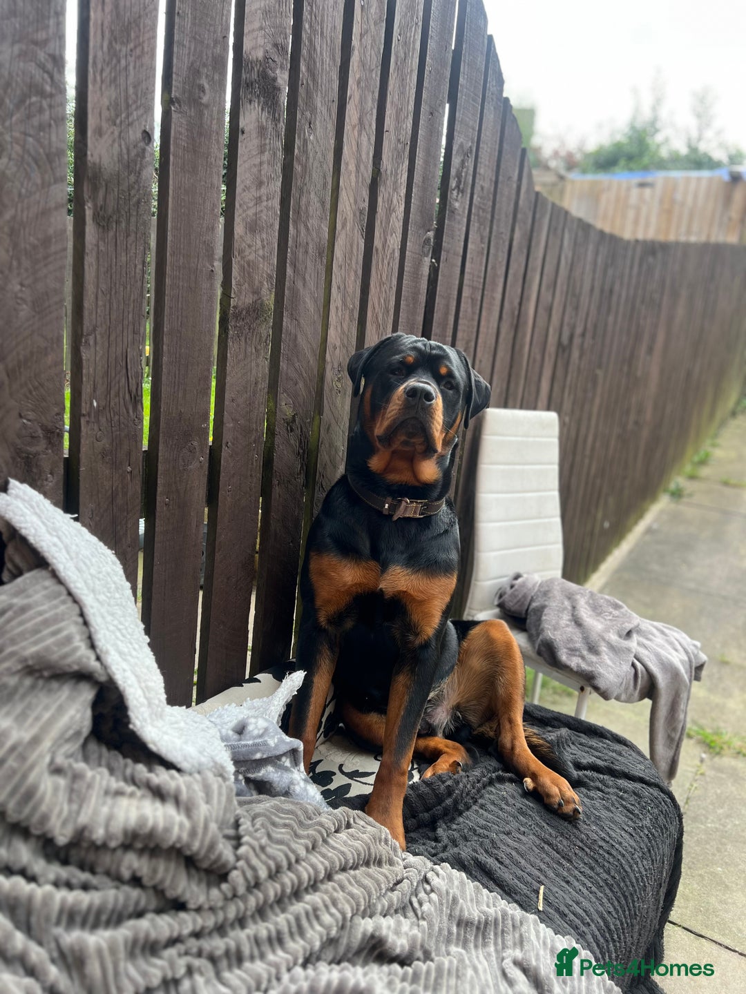 Rottweiler dogs for sale: Bear the Rottweiler  - Image 12