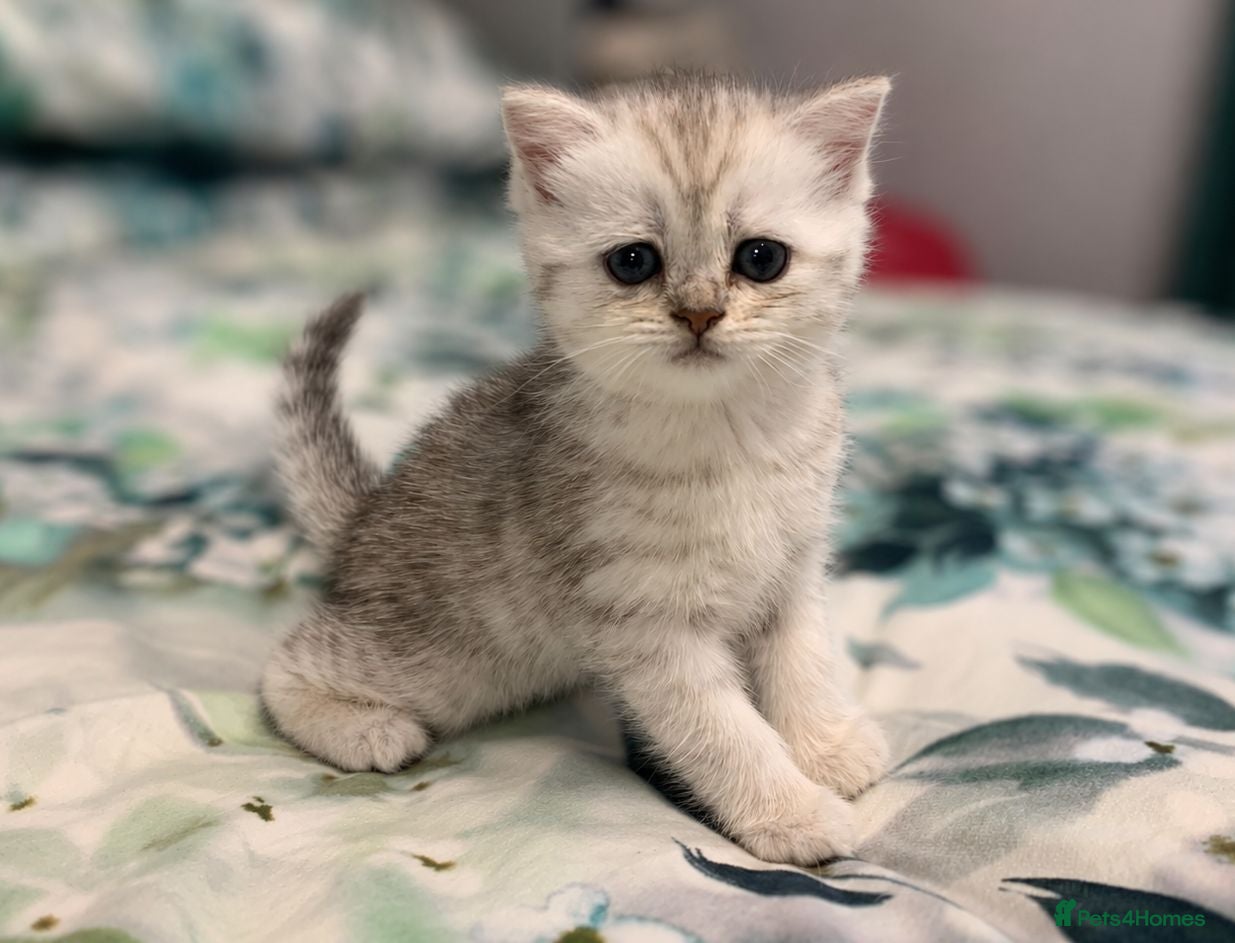 Scottish Fold cats Adorable Scottish Fold & Straight Kittens - Advert 2
