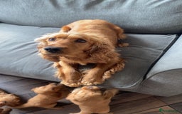 Cockapoo dogs for sale: F1 cockapoos (Northern Ireland) - Image 10