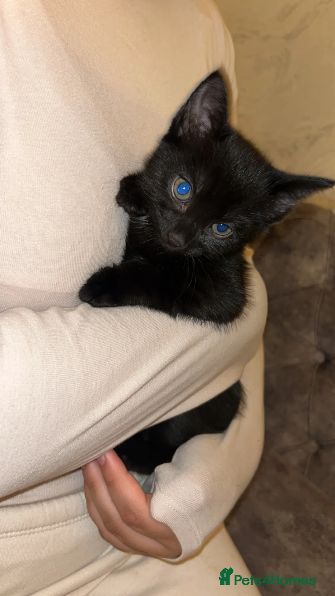 British Shorthair cats for sale: Gorgeous black kitten - Advert 2