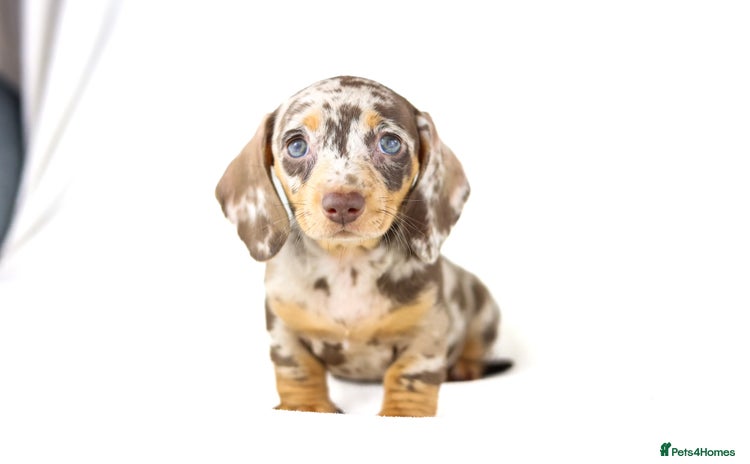 Miniature Dachshund dogs - Advert 2