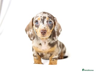 Miniature Dachshund dogs - Advert 14