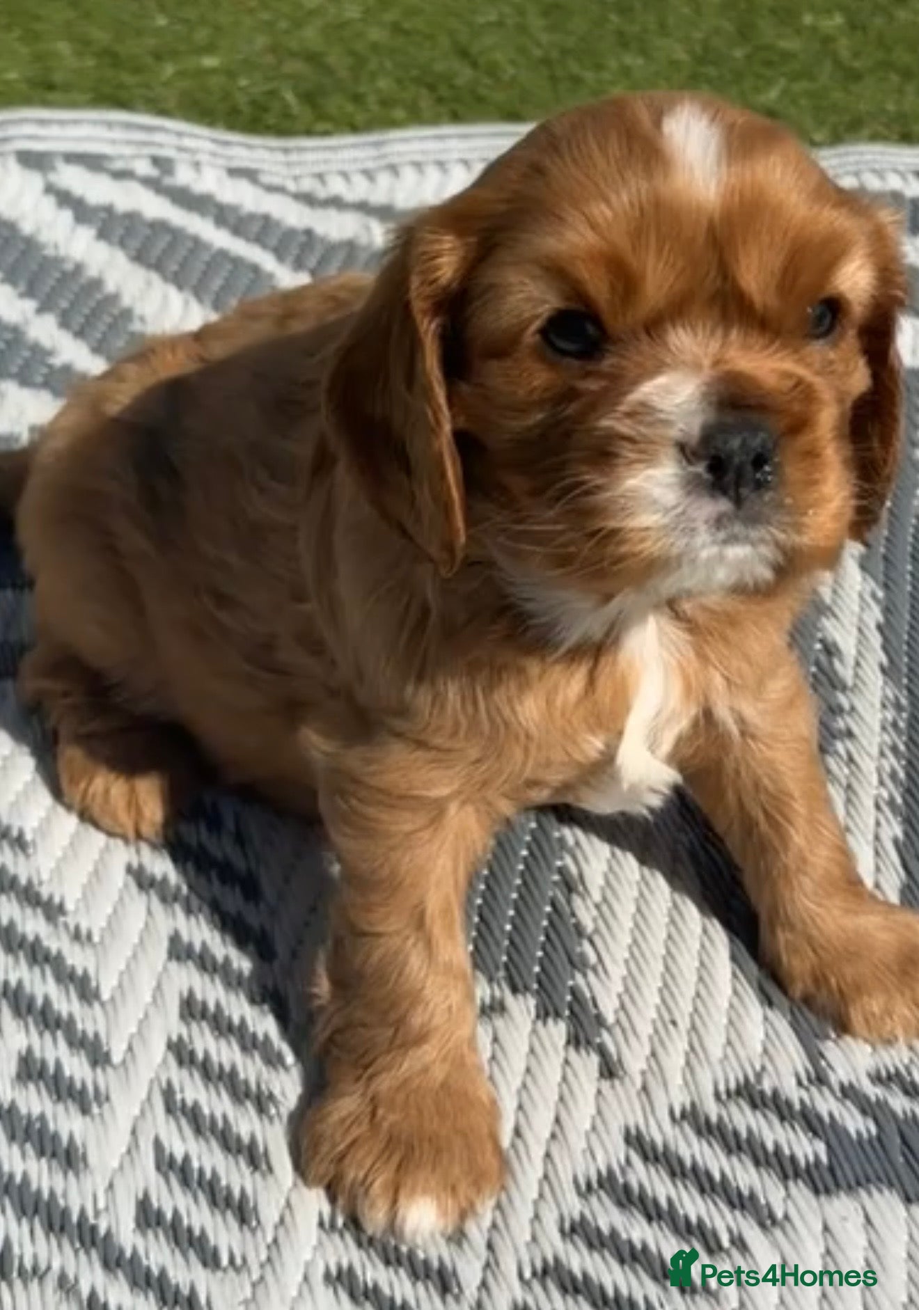 Cavalier King Charles Spaniel dogs 2x KC stunning CKCS Ruby ❤️ last 1 left  - Advert 10