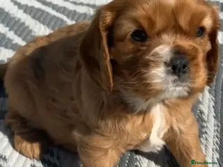 Cavalier King Charles Spaniel dogs 2x KC stunning CKCS Ruby ❤️ last 1 left - Advert 10