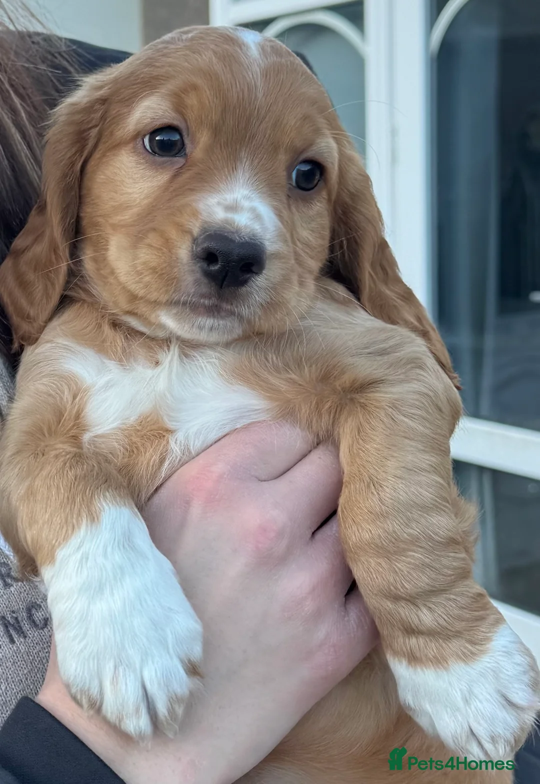 Cocker Spaniel dogs for stud: K C registered - Mr Midnight for Stud in Huddersfield - Advert 23