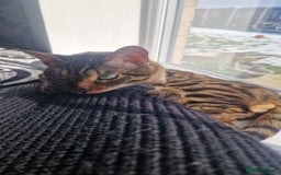 Bengal cats for sale: BEAUTIFUL BROWN BENGAL FOR REHOME  - Image 5