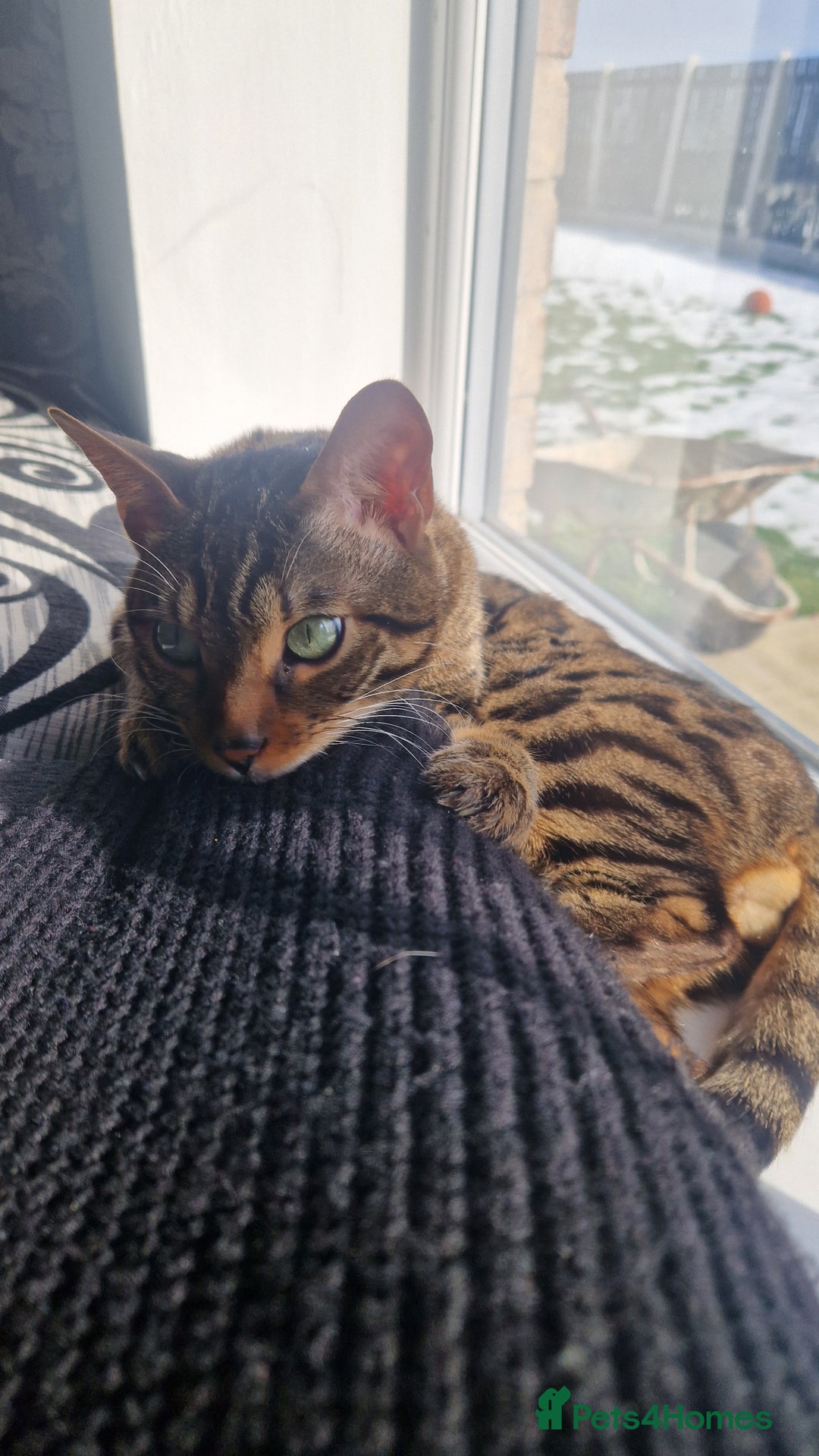 Bengal cats for sale: BEAUTIFUL BROWN BENGAL FOR REHOME  - Image 5