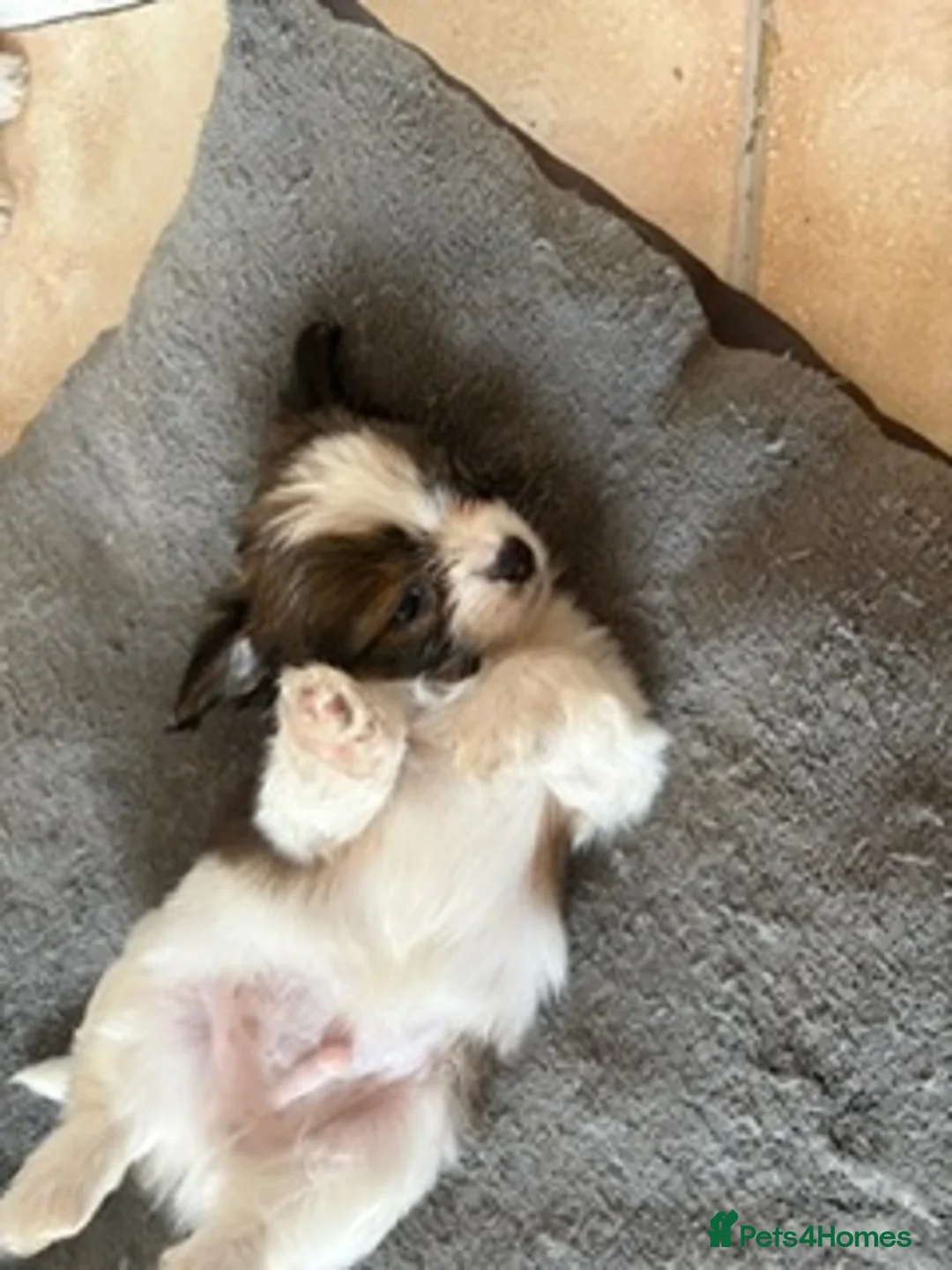 Chorkie dogs for sale: Miniature chorkies  - Advert 1