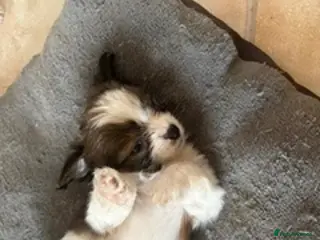 Chorkie dogs Miniature chorkies - Advert 1