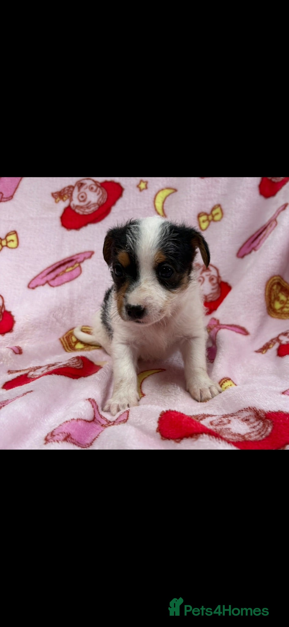 Jack Russell dogs Miniature Jack Russell puppies  - Advert 2
