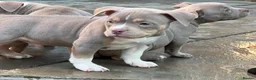 American Bully dogs for sale: Champion blood American pocket bully’s 🇺🇸 🦍 - Advert 8