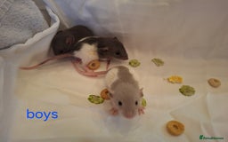 Rat rodents for sale: Little dumbo rats  - Image 1