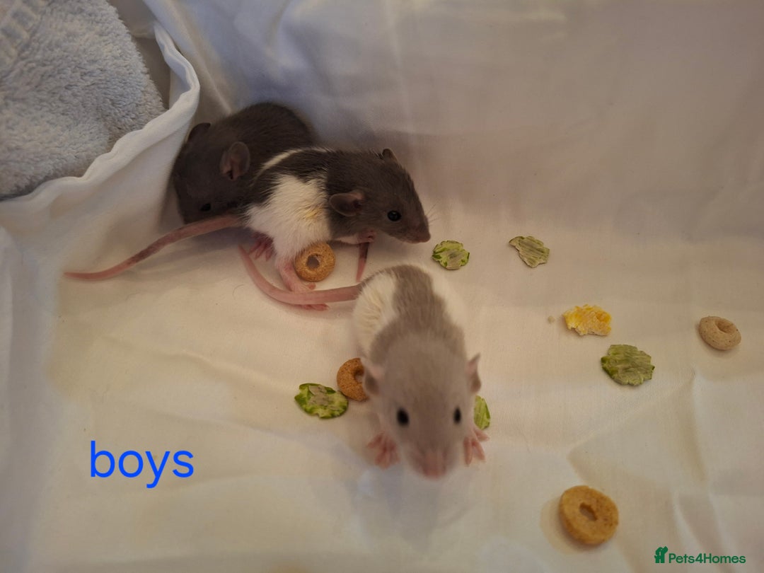 Rat rodents for sale: Little dumbo rats  - Image 1
