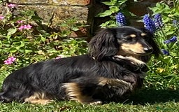 Miniature Dachshund dogs for sale: Beautiful one in a million miniature dachshund  - Image 4